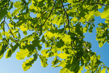 Green leaves on an oak tree, illuminated by the sun, in the nature Background of young oak leaves.
