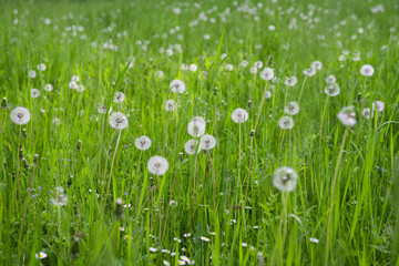 dandelions in green grass in spring