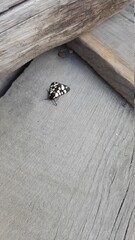 Obraz premium insect, hand, macro, nature, bug, wood, ring, spider, animal, ladybug, red, diamond, closeup, white, wildlife, ladybird, jewelry, beetle, brown, small, woman, frog