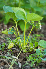 Strawberry plant with first green berries, organic farming