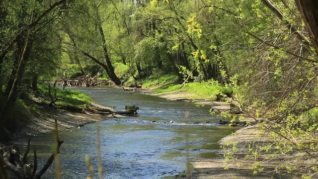 Flu&szlig; im Auwald