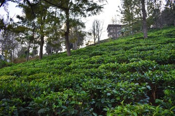 Fototapeta na wymiar green tea plants at tea garden in Uttarakhand