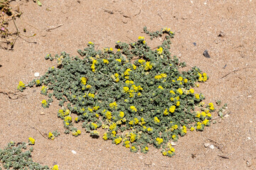 An undersized shrub (medicago marina) grows and blooms yellow flowers close-up