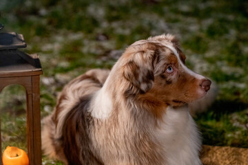 Young Australian Shepherd dog head, with blue eyes, He is lying outside on the grass with snow. In the night by a lantern with a burning candle