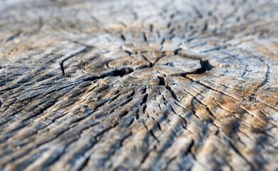 texture of dry cut oak wood