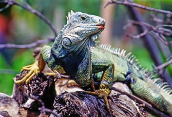 Green Iguana