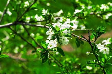 branches of a blooming cherry plum in the garden in spring