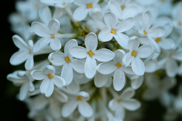 Fresh blossomed white lilac with green leaves. Blossoming common lilacs bush white cultivar. Springtime landscape with bunch of tender flowers. Lily-white blooming plants. Sof focus.