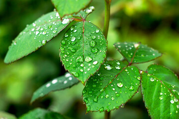Fototapeta na wymiar water drops after rain on rose leaves close up background backdrop