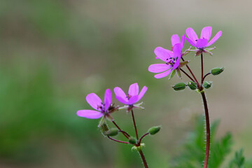 Obraz premium Beautiful purple wild forest flowers. Two flowers. Geranium robertianum, or herb-Robert, red robin, death come quickly, storksbill, stinking Bob, squinter-pip, crow's foot, Roberts geranium