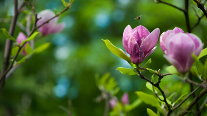 Fototapeta premium spring magnolia flowers, natural abstract soft floral background. beautiful flowers, delicate magnolia, in the garden or park. pink flower on green natural background. close-up