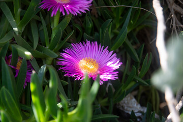 Carpobrotus edulis is a ground-creeping plant with succulent leaves in the genus Carpobrotus, native to South Africa. It is also known as Hottentot-fig, highway ice plant, or pigface. Selective Focus 