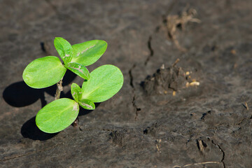 sprouting sunflower in early spring garden. two green sprouts, against the background of black soil. farming concept, planting in the field. selective focus, copy space. space for text, close-up