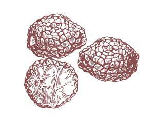 Outlined black truffle tubers composition with underground edible mushrooms. Engraving of precious fungus in vintage style. Contoured hand-drawn vector illustration isolated on white background
