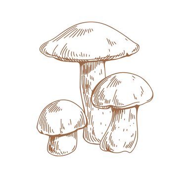 Outlined drawing of birch bolete mushrooms. Scaber stalks fungi composition. Engraving edible fungus. Etching forest food. Contoured hand-drawn vector illustration isolated on white background