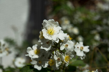 gorgeous white flowers, ornaments of fruit trees. Selective Focus Flower