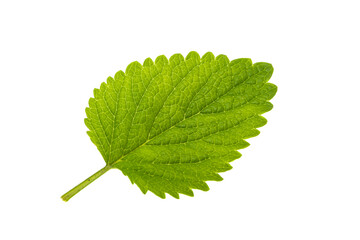 lemon balm leaves isolated