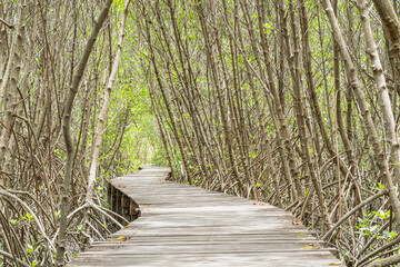 Study of mangrove forests in nature of mangrove forest and it is a deluxe Anubal, a young marine animal at Bang Tabun National Park in Thailand.