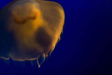 jelly fish in aquarium