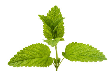 lemon balm leaves isolated