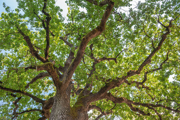 Fototapeta premium Vegetable natural background of a mighty branching tree against the sky. The background can symbolize strength and power