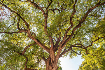 Vegetable natural background of a mighty branching tree against the sky. The background can symbolize strength and power