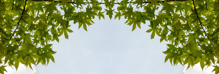 green maple leaves on a blue sky background. Openwork natural background with a copy of the space