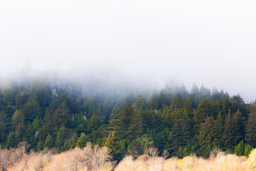 morning in the forest