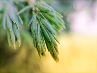 Young juniper needles