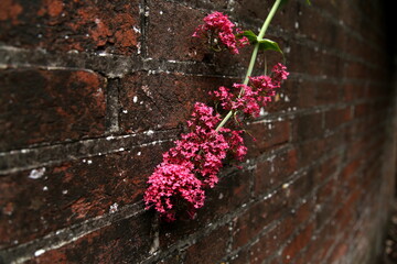 Pink flowers on a brick wall background. Lymington, England.