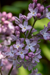 Blühender lila Flieder, Syringa, im Mai.