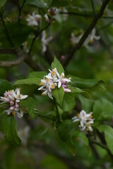 檸檬の花