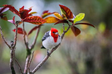 cardinal on a branch