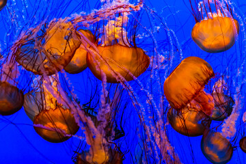 jelly fish in aquarium