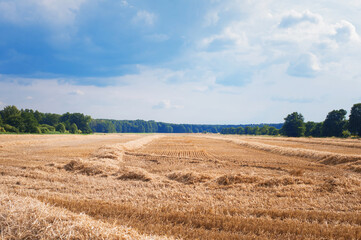 combine harvester in the field harvesting cereal in the sun-drenched fields of central Europe 