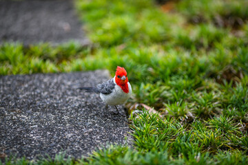 red and green grass
