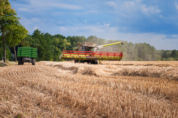 Fototapeta premium combine harvester in the field harvesting cereal in the sun-drenched fields of central Europe 
