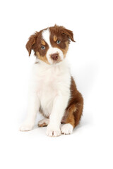 puppy isolated on white, australian shepherd 