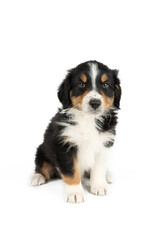 puppy isolated on white, australian shepherd 