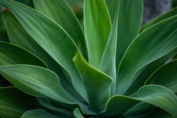 close up of leaves