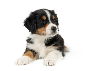 puppy isolated on white, australian shepherd 