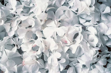 Foto op Aluminium Delicate natural background of white hydrangea flowers. Textured inflorescences of delicate small white flowers. Natural background © oksanamedvedeva