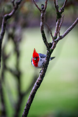 ladybird on a branch