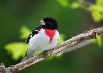Obraz premium Male Rose-breasted Grosbeak (Pheucticus ludovicianus) perched on a tree branch on a cloudy afternoon.