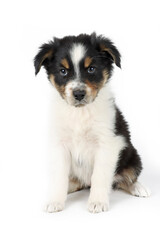 puppy isolated on white, australian shepherd 