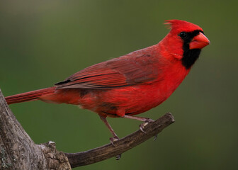 Male Northern Cardinal (Cardinalis cardinalis) perched on a tree branch on a cloudy afternoon.