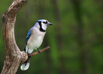 Blue Jay (Cyanocitta cristata) perched on a branch on a cloudy afternoon.