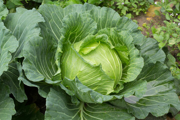 cabbage in the garden