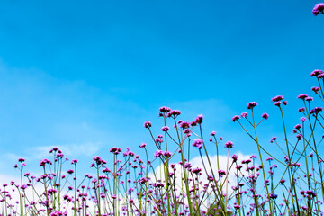 Flower field Verbena officinalis  or Purpletop vervain blooming with long stem on bright blue sky background