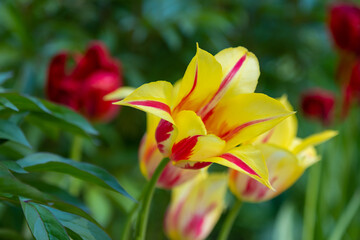 Bright yellow blooming tulips in the park